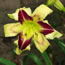 Hemerocallis Hold Your Horses